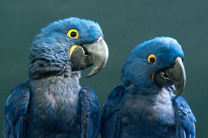 características del guacamayo glauco, par de guacamayos glaucos hermosos ejemplares
