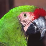 El guacamayo verde o ara militaris, como es, características