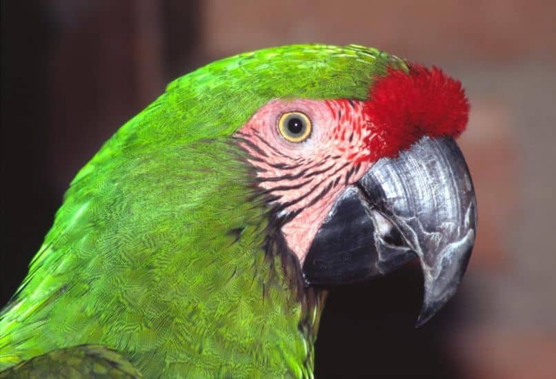 El guacamayo verde o ara militaris, como es, características