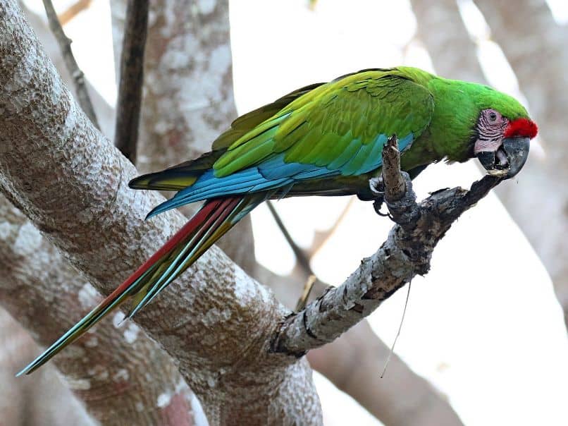 bello guacamayo verde