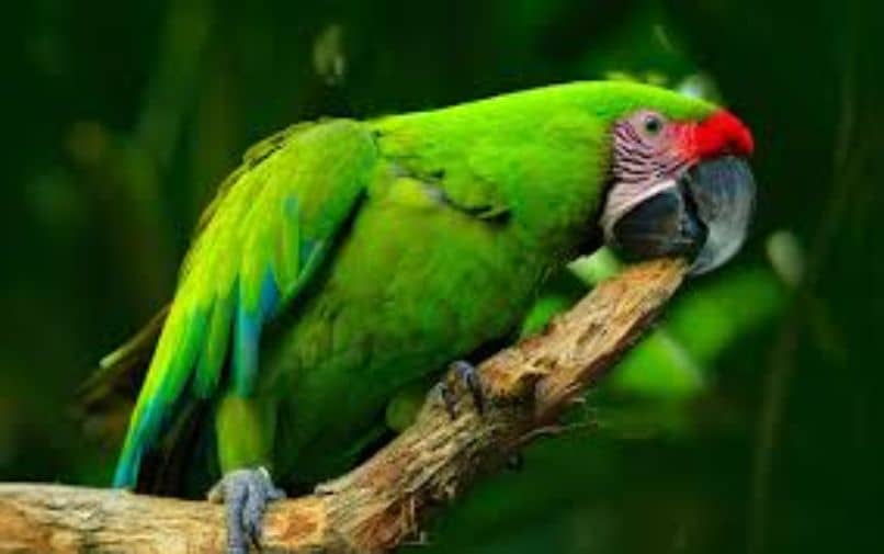 guacamayo verde calando. Guacamayo ara militaris