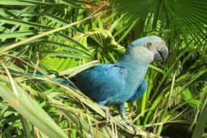 guacamayo de spix, toda la información