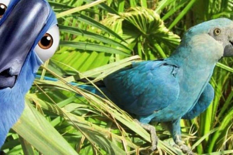 guacamayo de spix color azul en la película rio