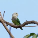 agapornis canus o loro inseparable malgache