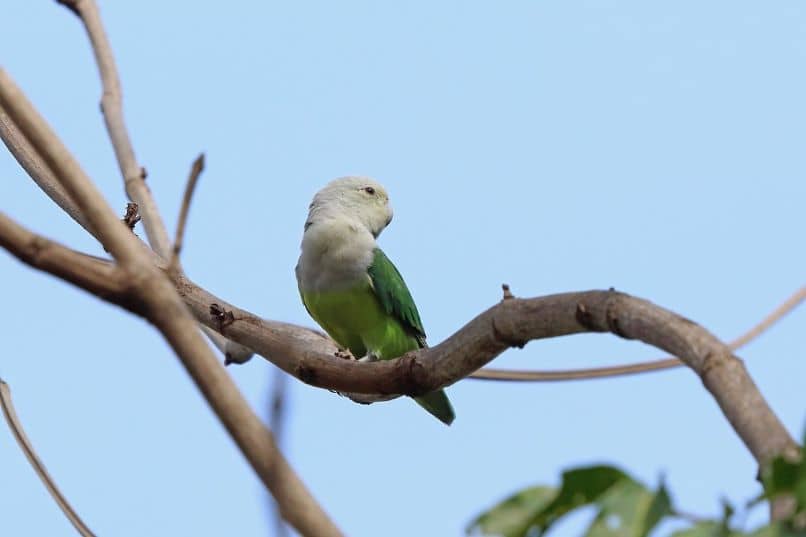 agapornis canus o loro inseparable malgache