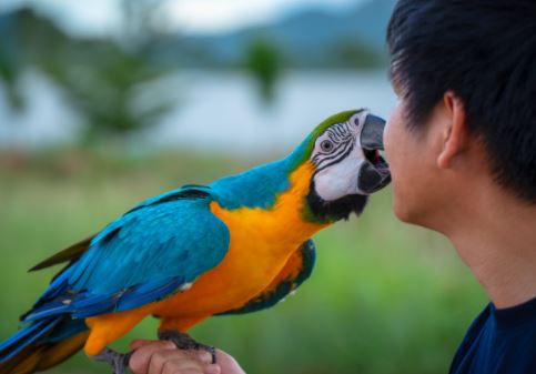 actividades que mas le gusta a los loros