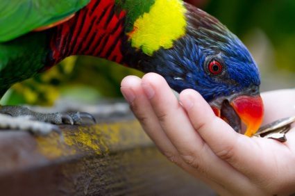 alimentar a tu loro para entretenerlo de manera divertida