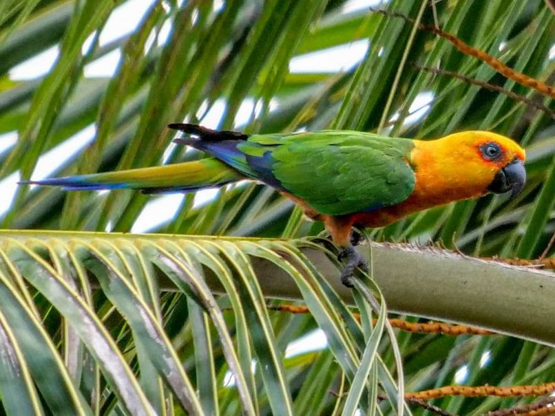 exotico loro aratinga