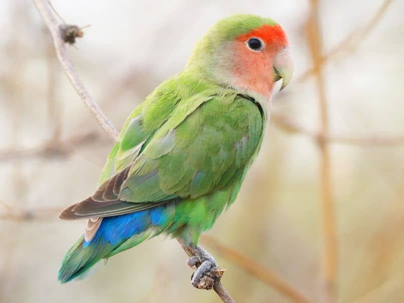 características del agapornis roseicollis, como es el inseparable de namibia?