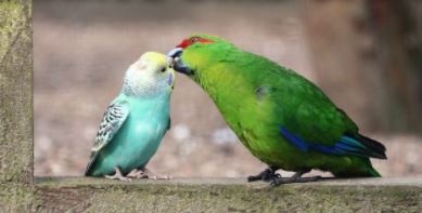 Otras aves que pueden vivir con loros
