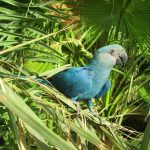 el guacamayo glauco, guacamayos glaucos, como son, características, todo sobre el guacamayo glauco