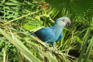 el guacamayo glauco, guacamayos glaucos, como son, características, todo sobre el guacamayo glauco