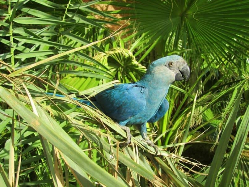 el guacamayo glauco, guacamayos glaucos, como son, características, todo sobre el guacamayo glauco