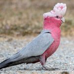 características e información de la cacatúa rosa o cacatúa galah