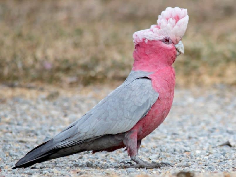 características e información de la cacatúa rosa o cacatúa galah