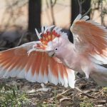 cacatúa inca, cacatúa abanderada, como son, características