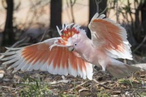 cacatúa inca, cacatúa abanderada, como son, características