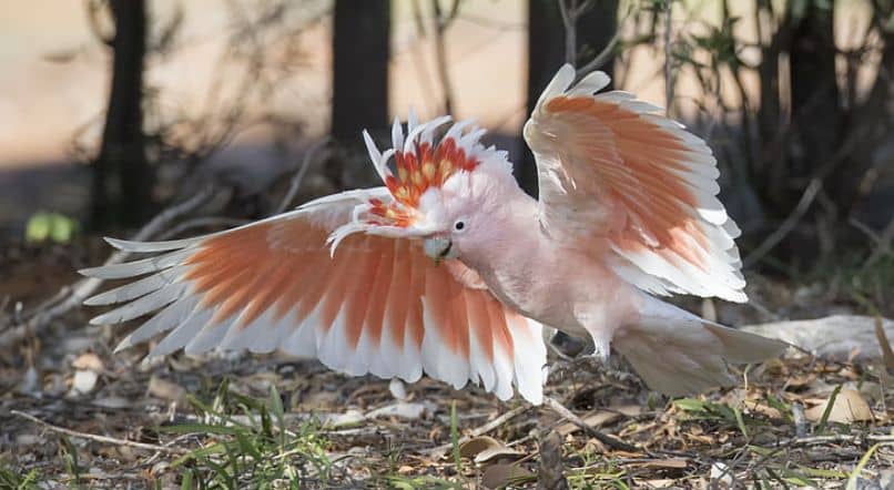 cacatúa inca, cacatúa abanderada, como son, características