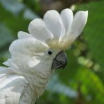 bella cacatua blanca con cresta