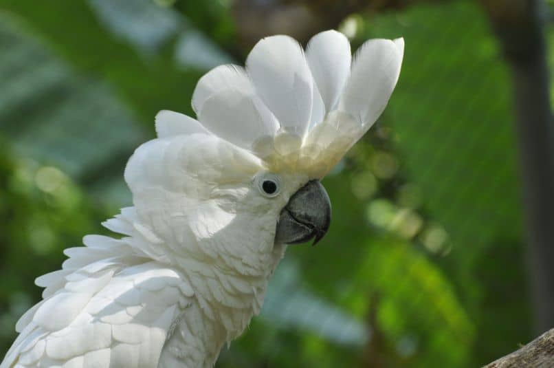 bella cacatua blanca con cresta