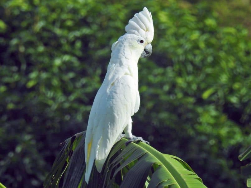 cacatua blanca estilizada