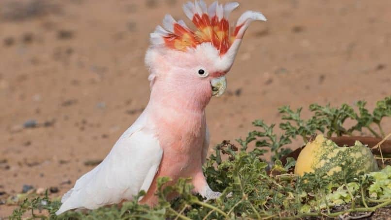 cacatúa abanderada inca con cresta sonriendo