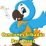 canciones silbadas para loros, ninfas, cacatúas silbando