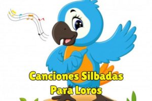 canciones silbadas para loros, ninfas, cacatúas silbando