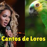 canto de loros, loros cantando, canto de pericos