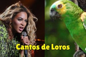 canto de loros, loros cantando, canto de pericos