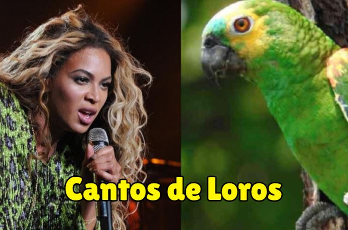 canto de loros, loros cantando, canto de pericos