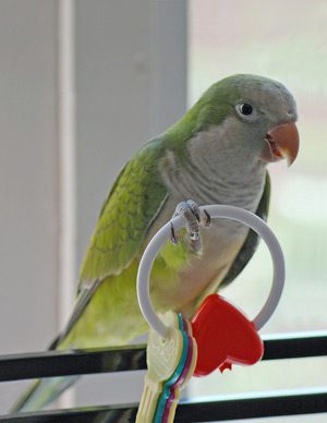 como entretener a los loros, como se entretiene un loro