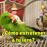 como entretener a un loro, como mantener a un loro entretenido