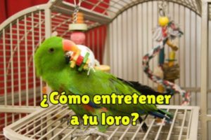 como entretener a un loro, como mantener a un loro entretenido