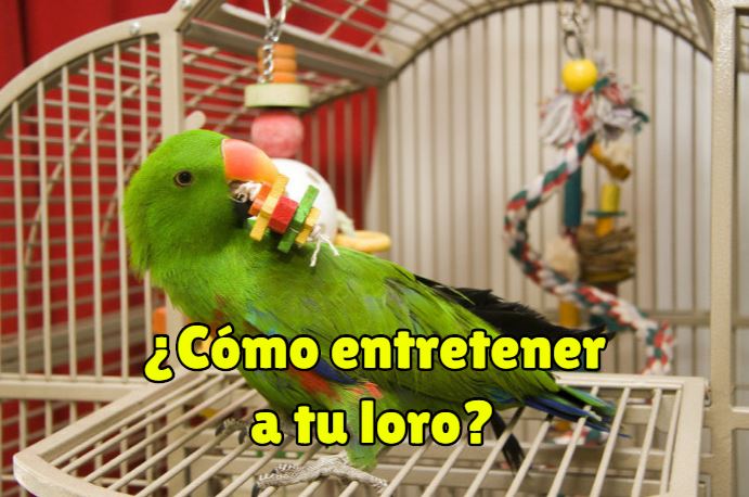 como entretener a un loro, como mantener a un loro entretenido