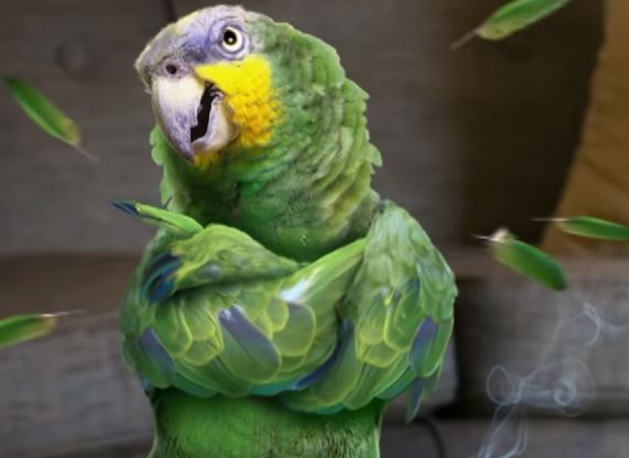 como saber si mi loro esta enojado, como saber si el loro está agresivo