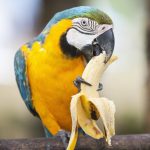 ¿Cuántas veces se le da de comer a un loro? cuantas veces debe comer un loro, loro comiendo