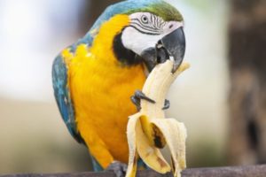 ¿Cuántas veces se le da de comer a un loro? cuantas veces debe comer un loro, loro comiendo