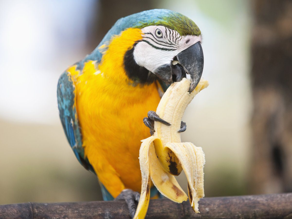 ¿Cuántas veces se le da de comer a un loro? cuantas veces debe comer un loro, loro comiendo