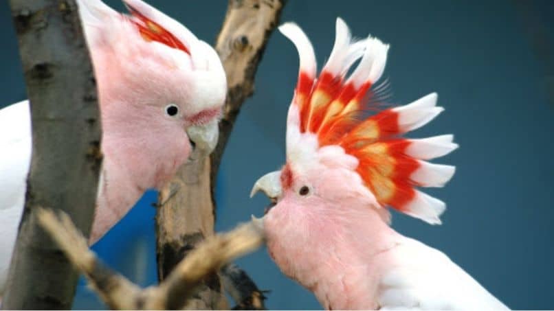 características de las cacatúas incas, dos cacatúas incas mirándose y jugando felices