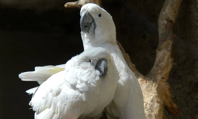 pareja de cacatuas blancas