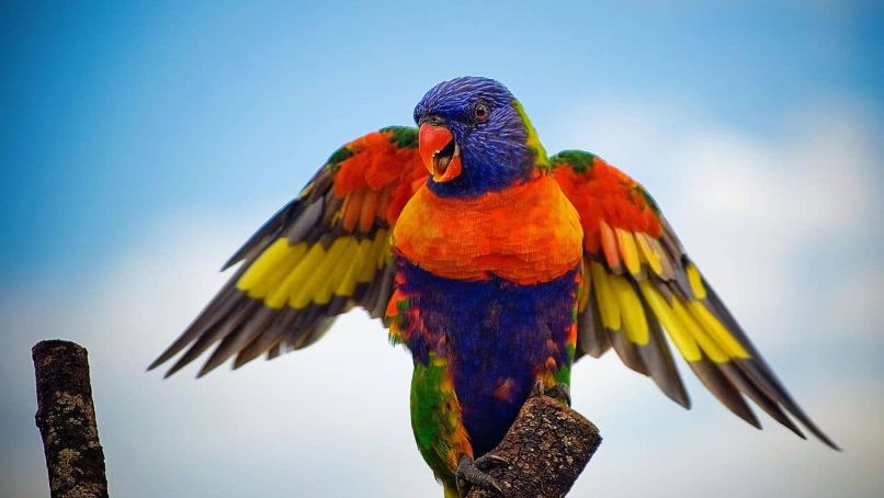 el loro arcoíris, como es el loro arco iris, características y todo sobre este loro