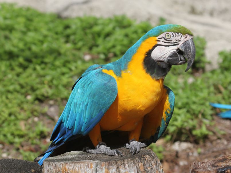 guacamaya azul y amarillo posado tronco. muy hermosa