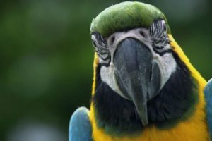 close up de guacamayo azul y amarillo