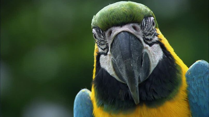 close up de guacamayo azul y amarillo