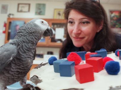 hablarle a mi loro para entretenerlo