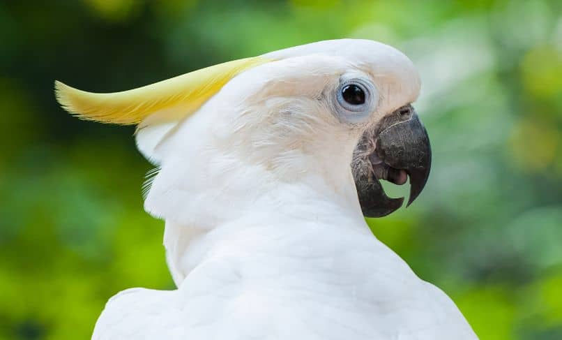 cacatua sulfurea mirada, cacatúa sulphurea abbotti