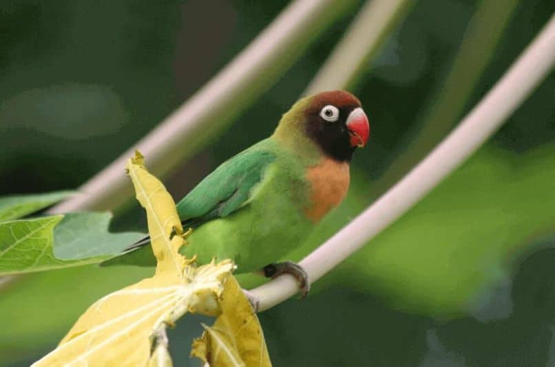 información y características del agapornis nigrigenis