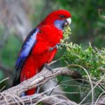 informacion y características del loro rosellas