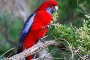 informacion y características del loro rosellas